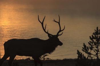 Bull Elk at Sunrise | Obraz na stenu