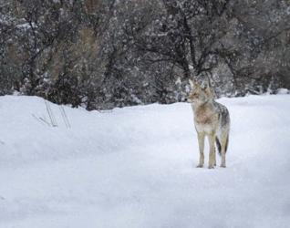 Coyote in Snow | Obraz na stenu