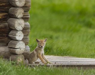 Coyote Pup on Log Cabin Porch | Obraz na stenu