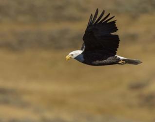 Eagle Flying | Obraz na stenu