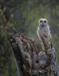 Great Horned Owlets | Obraz na stenu