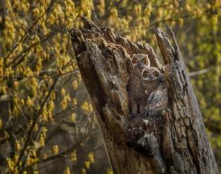 Great Horned Owlets 2 | Obraz na stenu