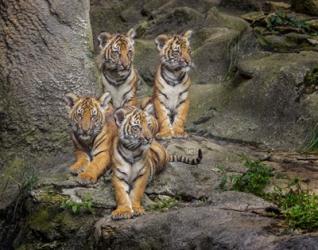 Malayan Tiger Cubs Oil Paint | Obraz na stenu