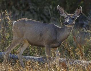 Mule Deer YNP | Obraz na stenu