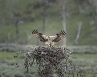 Osprey Lands on Nest With Chick | Obraz na stenu