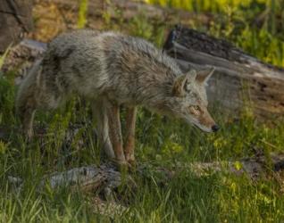 Stalking Coyote | Obraz na stenu