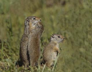 Ground Squirrel Baby Kisses Mom | Obraz na stenu