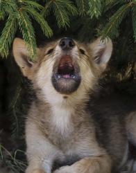 Wolf Pup Howls | Obraz na stenu