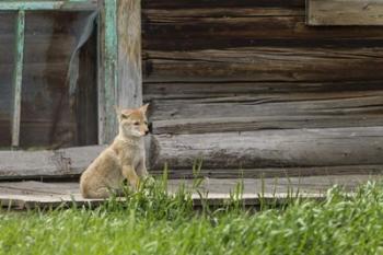 Coyote By Log Cabin Door | Obraz na stenu