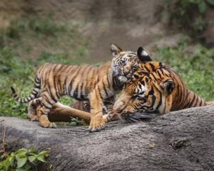 Malayan Tiger Cub: Priceless | Obraz na stenu