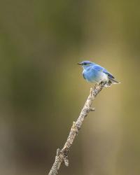 Mountain Blue Bird | Obraz na stenu