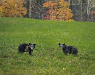 Black Bear Cubs | Obraz na stenu