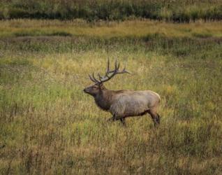 Bull Elk Yellowstone | Obraz na stenu