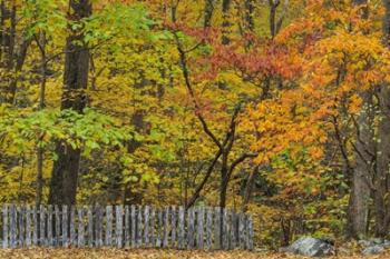 Fall Fence Scene | Obraz na stenu