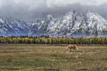 Fine Dining In The Tetons | Obraz na stenu