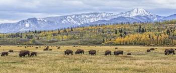 Grand Teton Bison Grazing | Obraz na stenu