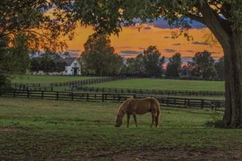 Horse Farm Sunset | Obraz na stenu