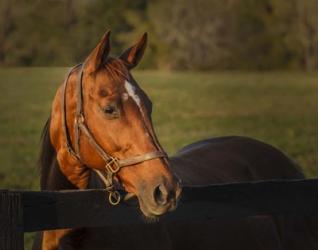 Horse Portrait | Obraz na stenu