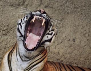 Malayan Tigress Yawn | Obraz na stenu