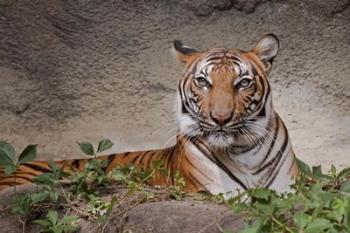 Malayan Tigress | Obraz na stenu