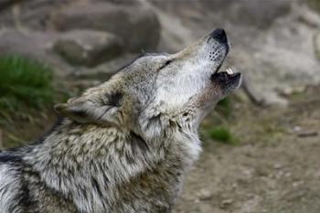 Mexican Wolf | Obraz na stenu