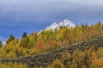 Mountain Fall Color | Obraz na stenu