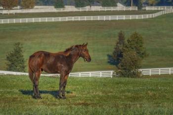 Out Standing In His Field | Obraz na stenu