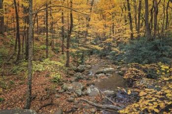 Roaring Fork Stream | Obraz na stenu