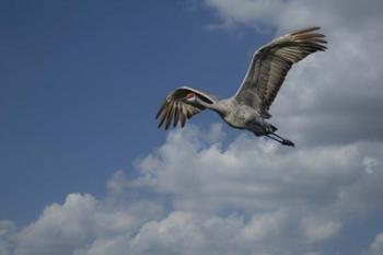 Sandhill Crane In Flight | Obraz na stenu