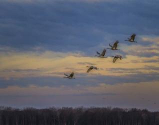 Sandhill Cranes At Sunrise | Obraz na stenu