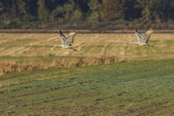 Sandhills Take Flight | Obraz na stenu