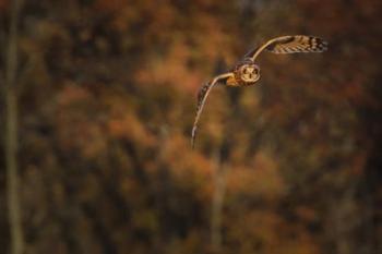 Short Eared Owl | Obraz na stenu