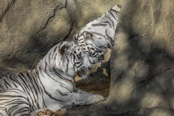 White Tiger Headbutt | Obraz na stenu
