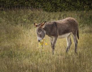 Young Burro | Obraz na stenu