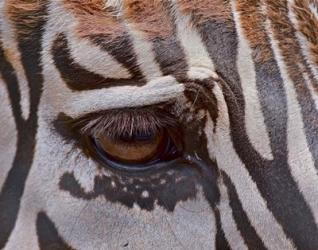 Zebra Eye | Obraz na stenu