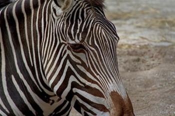 Zebra | Obraz na stenu