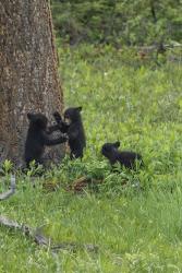 3 Black Bear Cubs (YNP) | Obraz na stenu