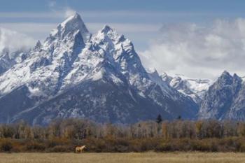 A Horse In Front Of The Grand Teton | Obraz na stenu