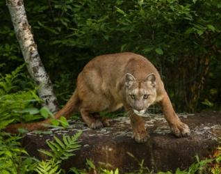 About To Pounce | Obraz na stenu