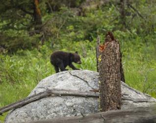 Bear Cub On Rock | Obraz na stenu