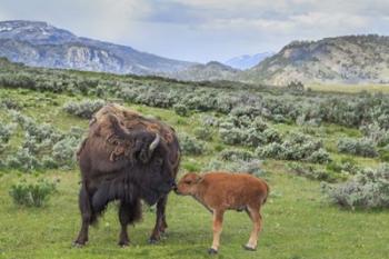 Bison And Calf (YNP) | Obraz na stenu