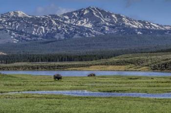 Bison By River | Obraz na stenu