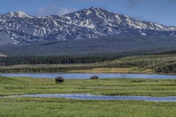 Bison By River | Obraz na stenu