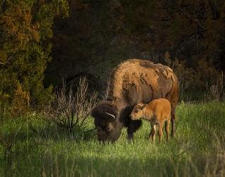 Bison Cow And Calf | Obraz na stenu