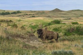 Bison In North Dakota Landscape | Obraz na stenu