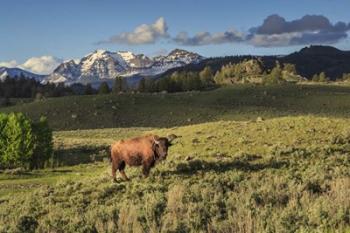 Bison In Yellowstone | Obraz na stenu