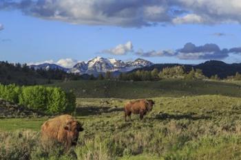 Bison With Mountains (YNP) | Obraz na stenu