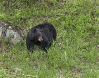 Black Bear (YNP) | Obraz na stenu