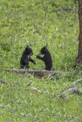 Black Bear Cubs (YNP) | Obraz na stenu