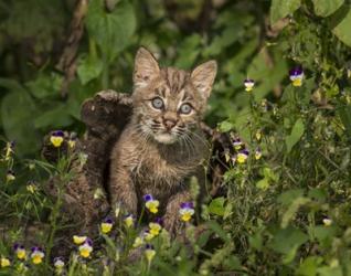 Bobcat Kitten In Wildflowers | Obraz na stenu